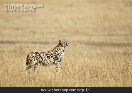 
                Steppe, Afrika, Gepard                   