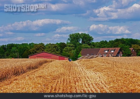 
                Landwirtschaft, Getreidefeld                   