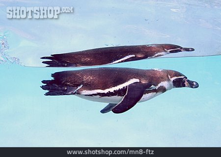 
                Tauchen, Pinguin                   