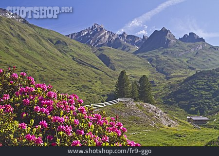
                Alpen, Italien, Alpenrosen                   