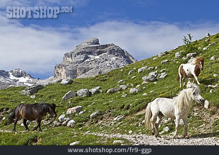 
                Pferde, Italien, Dolomiten                   