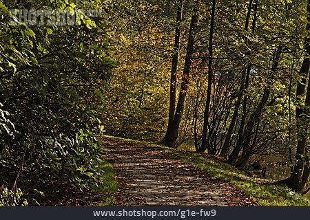 
                Wald, Herbst, Waldweg                   