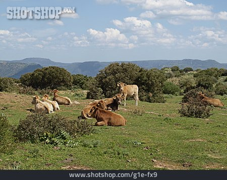 
                Kuh, Berglandschaft, Italien                   