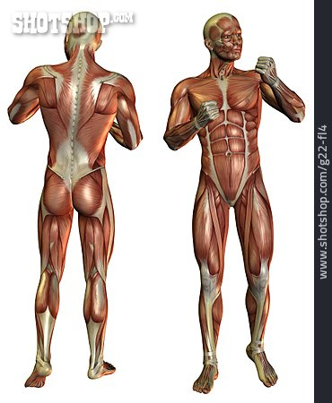 
                Anatomie, Muskelaufbau, Medizinische Grafik                   