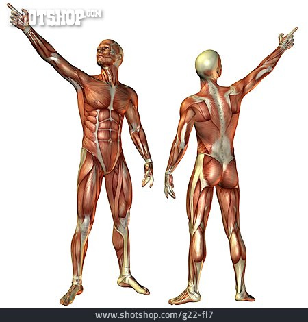 
                Fingerzeig, Anatomie, Muskelaufbau, Medizinische Grafik                   