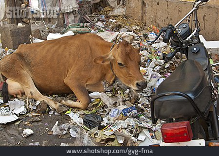 
                Abfall, Indien, Heilige Kuh                   