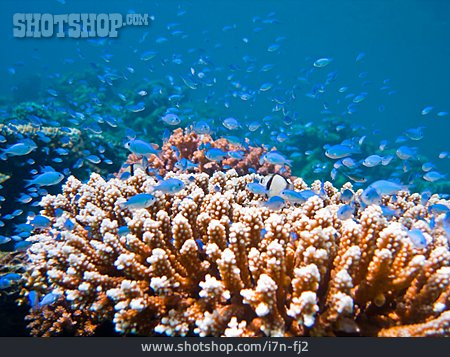 
                Korallenriff, Fischschwarm, Koralle                   