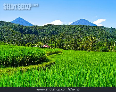 
                Landwirtschaft, Reisfeld, Bali                   