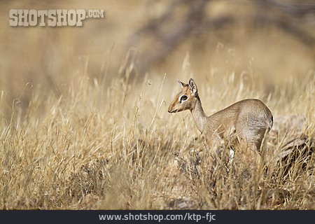
                Afrika, Antilope, Gazelle                   