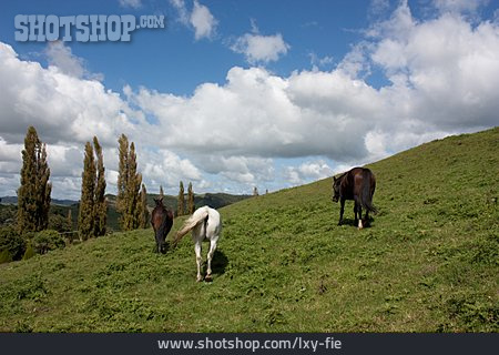 
                Pferd, Neuseeland                   