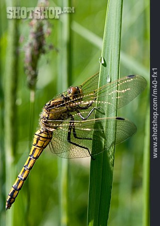 
                Libelle, Großer Blaupfeil                   