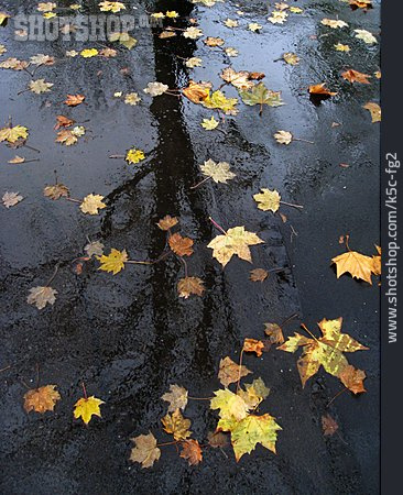 
                Baum, Herbst, Spiegelung                   