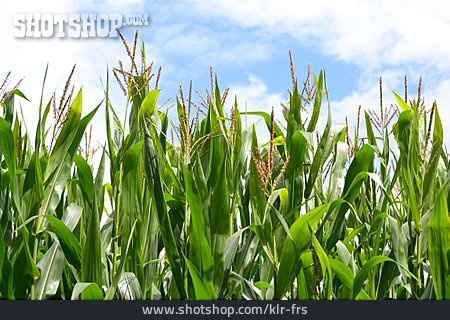 
                Maize Field, Maize, Maize Plant                   