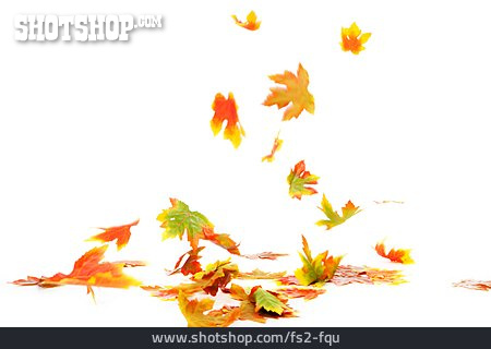 
                Herbstlaub, Ahornblatt, Fallen                   
