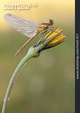 
                Libelle, Tautropfen, Gemeine Heidelibelle                   