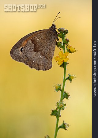 
                Schmetterling, Ochsenauge                   