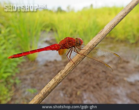 
                Libelle, Blutrote Heidelibelle                   