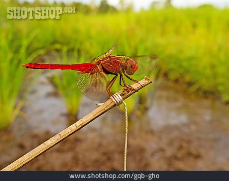 
                Libelle, Blutrote Heidelibelle                   