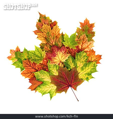 
                Herbstlaub, Ahornblatt, Herbstblätter                   