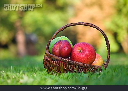 
                Apfel, Pflaume, Obstkorb                   