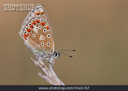 
                Schmetterling, Hauhechel-bläuling                   