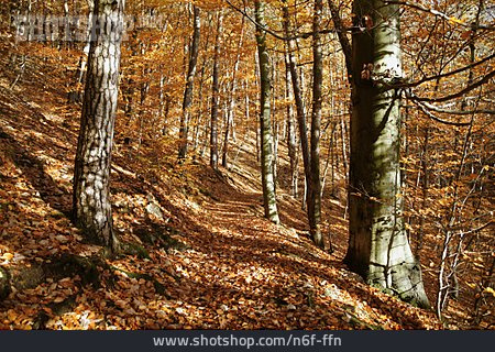 
                Wald, Herbstlaub                   