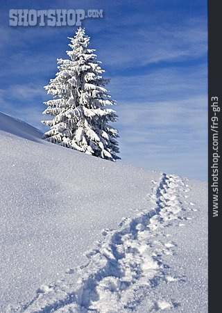 
                Winter, Winterlandschaft, Tanne, Schnee, Schneespur                   