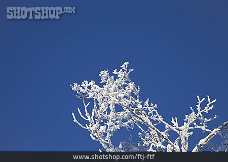 
                Snowy, Rime, Branches                   