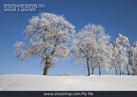 
                Winterlandschaft, Baumreihe                   