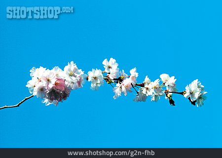
                Kirschblüte, Zweig, Baumblüte                   