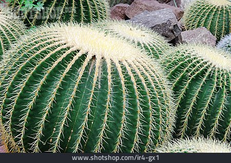 
                Kaktus, Goldkugelkaktus                   