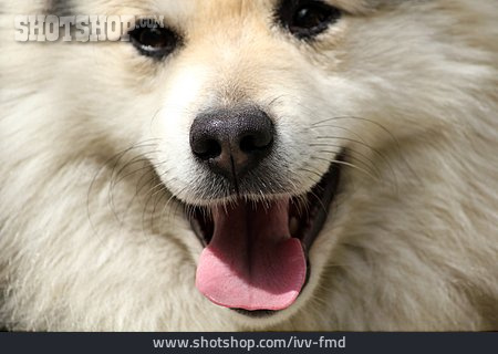 
                Hund, Spitz, Islandhund                   