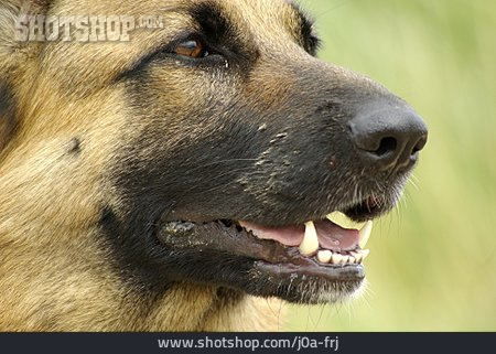 
                Schnauze, Schäferhund, Deutscher Schäferhund                   