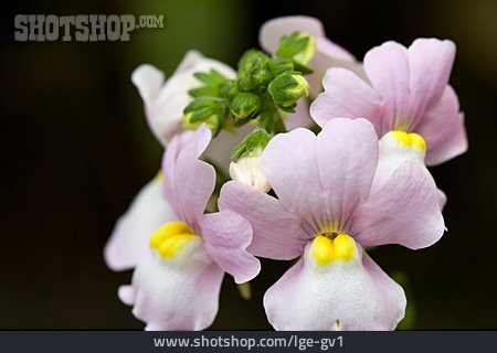 
                Blüte, Nemesia Fruticans                   