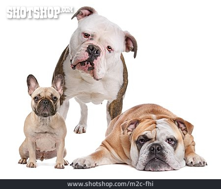 
                Bulldogge, American Bulldog, French Bulldog                   