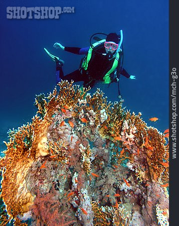 
                Underwater, Coral Reef, Diver, Diving, Red Sea                   