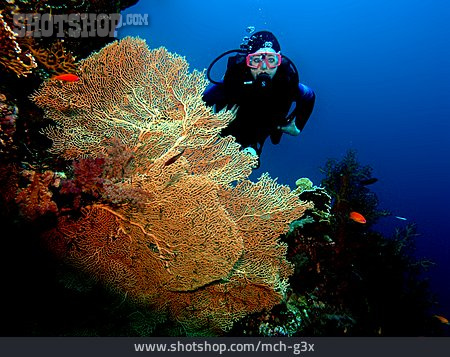 
                Unterwasser, Korallenriff, Taucherin, Tauchen, Rotes Meer                   