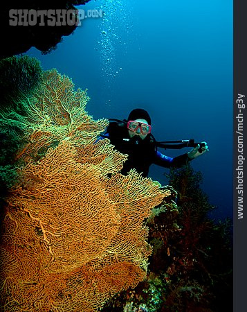 
                Unterwasser, Korallenriff, Taucherin, Tauchen, Rotes Meer                   