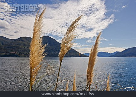 
                Lago Maggiore, Schilfgras                   