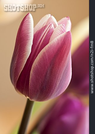 
                Blüte, Tulpe                   