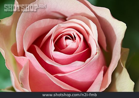 
                Rose, Rosenblüte                   
