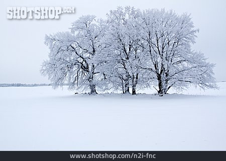 
                Winterlandschaft, Baumgruppe                   