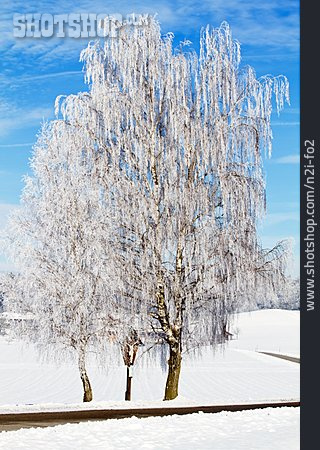 
                Winter, Birke, Laubbaum                   