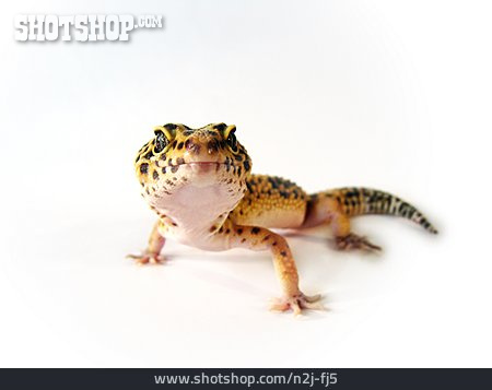 
                Gecko, Leopardgecko                   