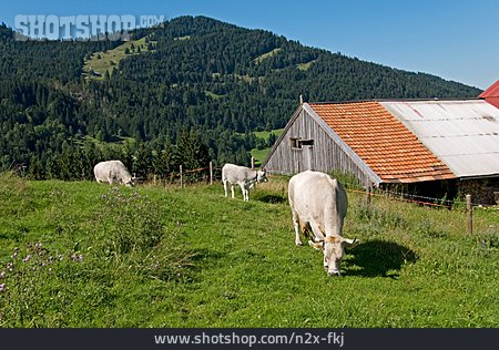 
                Kuh, Bauernhof, Kuhweide                   