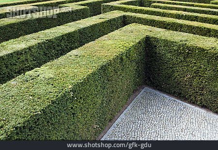 
                Hecke, Labyrinth, Buchsbaumhecke                   