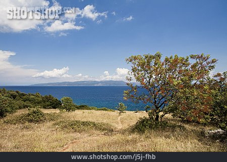
                Mittelmeer, Vegetation, Kroatien, Adria, Kvarner-bucht                   