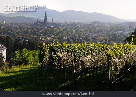 
                Weinbau, Freiburg, Freiburg Im Breisgau, Breisgau                   
