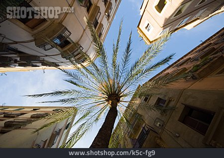 
                Palme, Barcelona, Häuserschlucht                   
