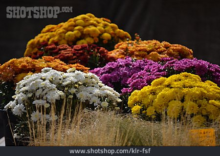 
                Schnittblumen, Blumenverkauf                   